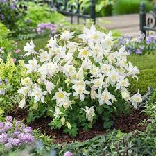 Aquilegia Earlybird  White- кандилка ниска бяла, хибрид (1501)
